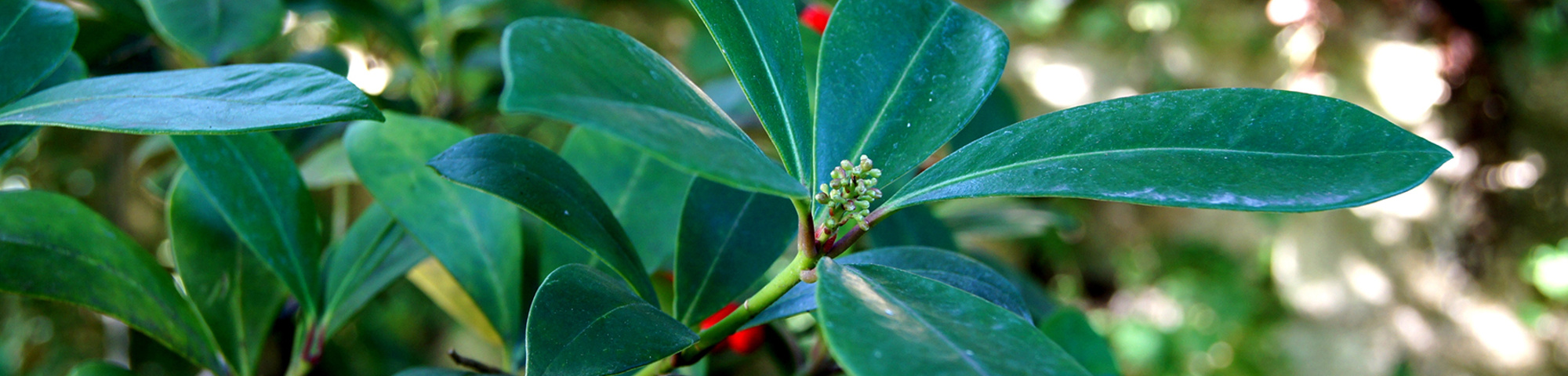 Skimmia japonica