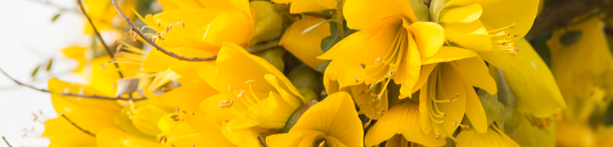 Sophora microphylla 'Hilsop'