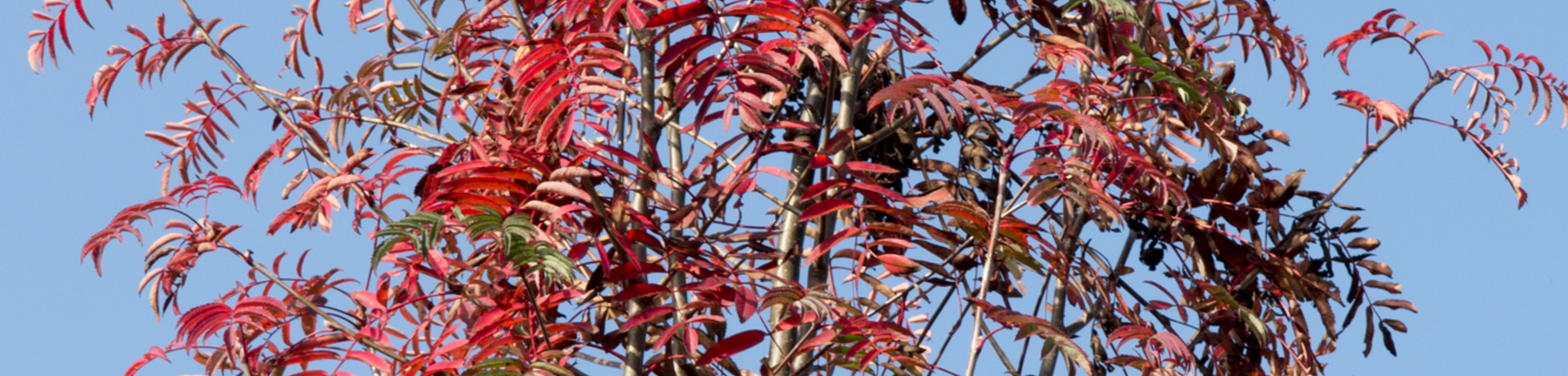 Sorbus x arnoldiana 'Schouten'