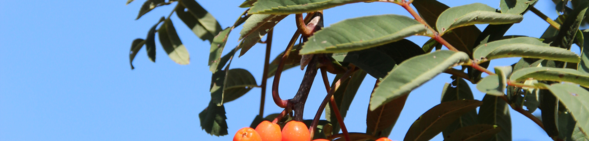 Sorbus aucuparia var. edulis