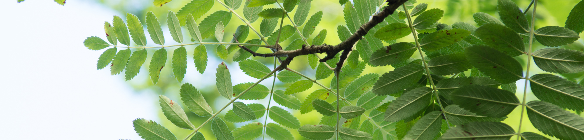 Sorbus aucuparia 'Xanthocarpa'