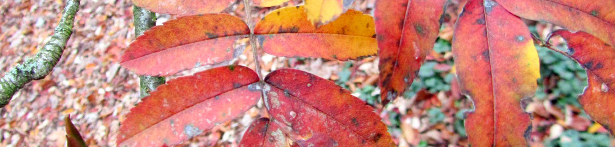 Sorbus discolor