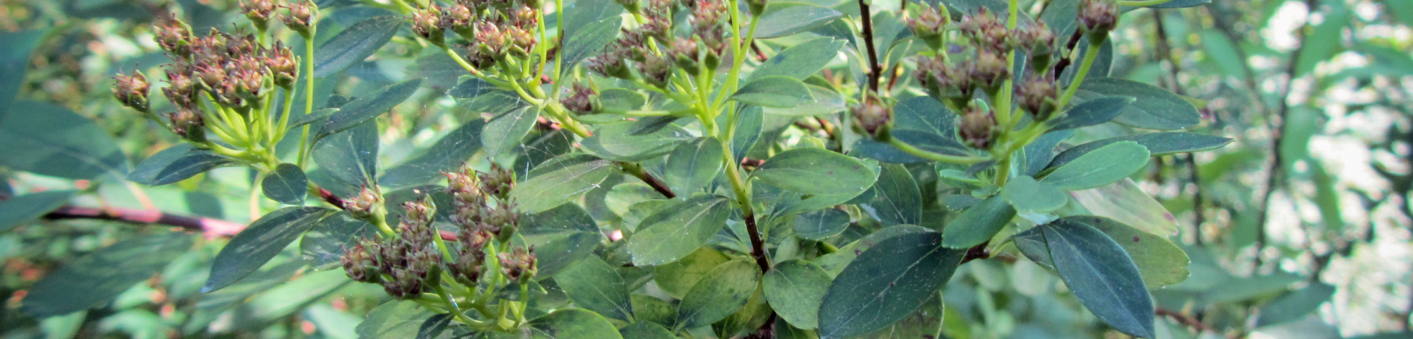 Spiraea nipponica