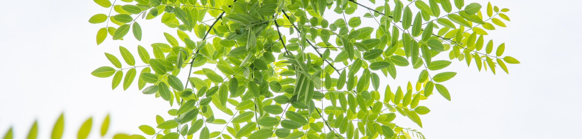 Styphnolobium japonicum var. pubescens