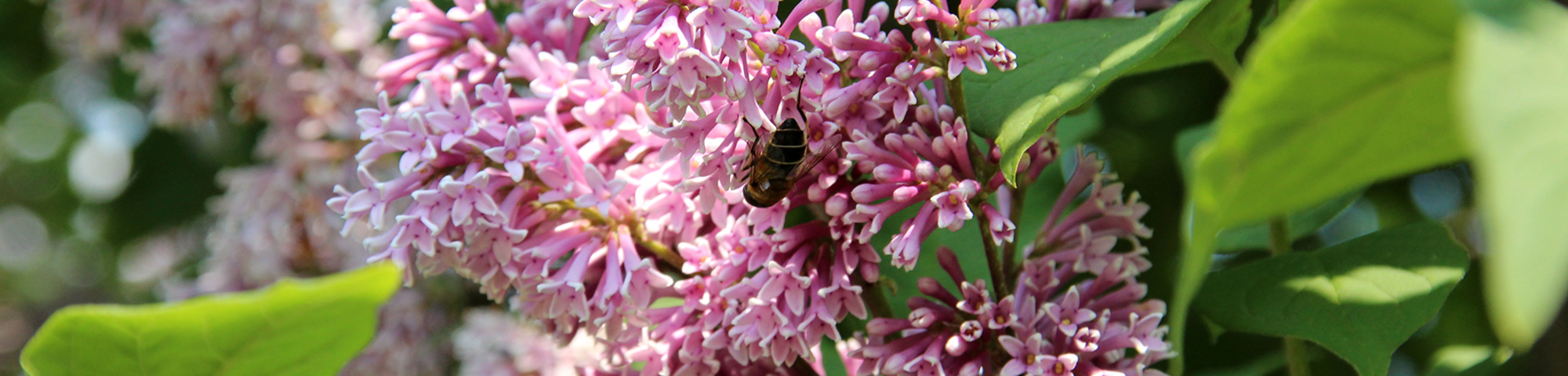 Syringa josikaea