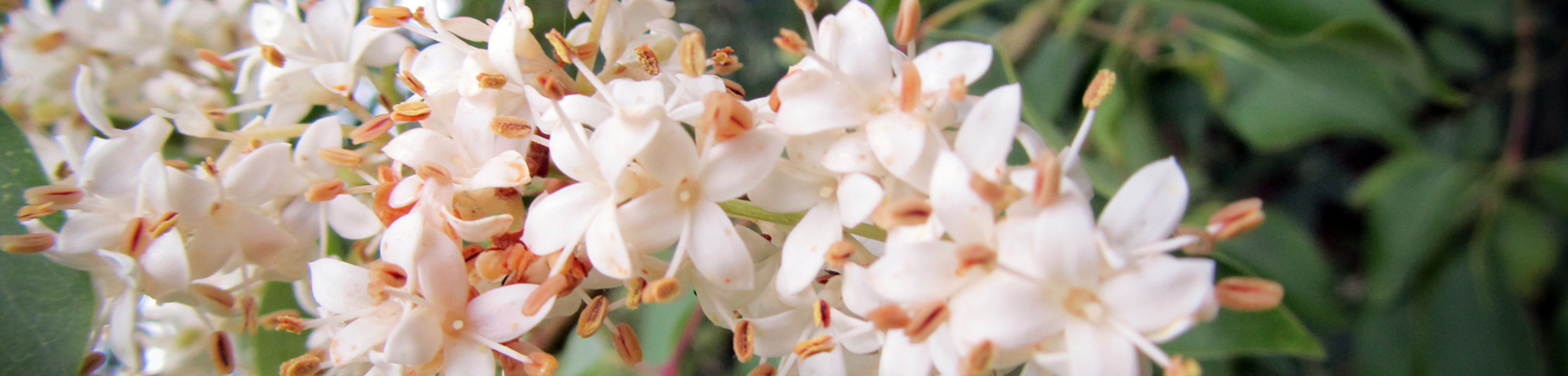 Syringa pekinensis