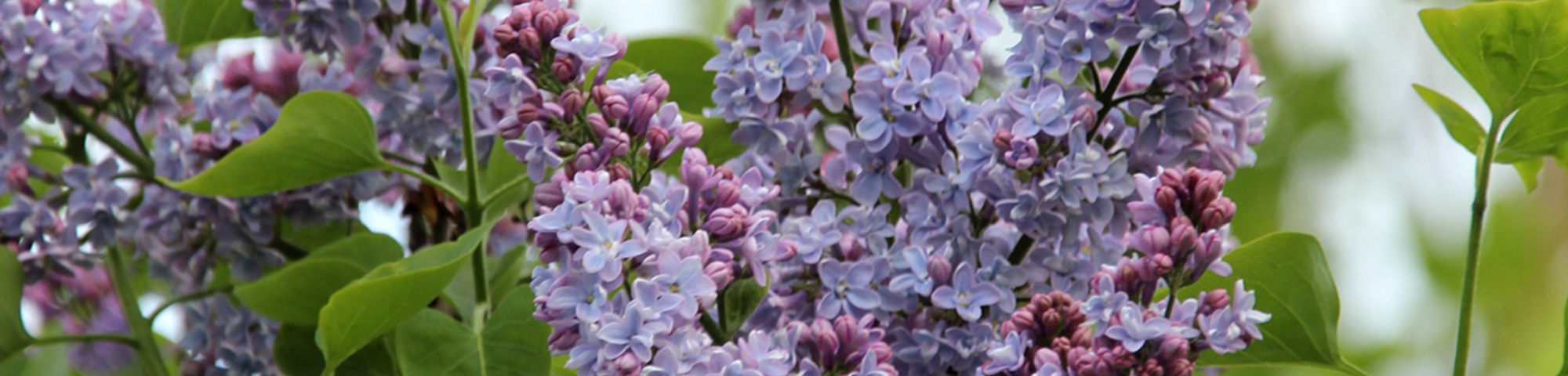 Syringa vulgaris 'Katherine Havemeyer'