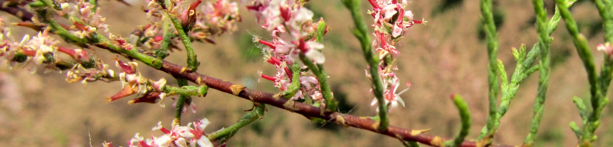 Tamarix ramosissima