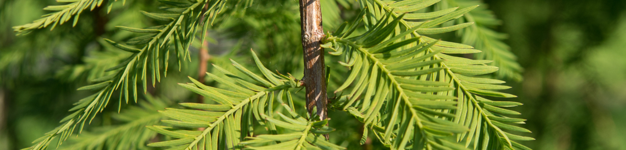 Taxodium distichum 'Cascade Falls'