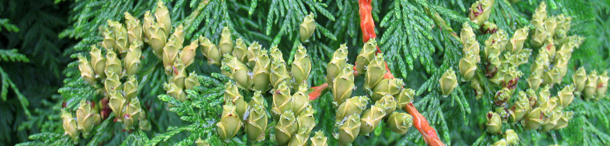 Thuja plicata