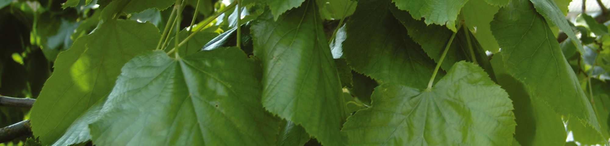 Tilia americana 'Moltkei'