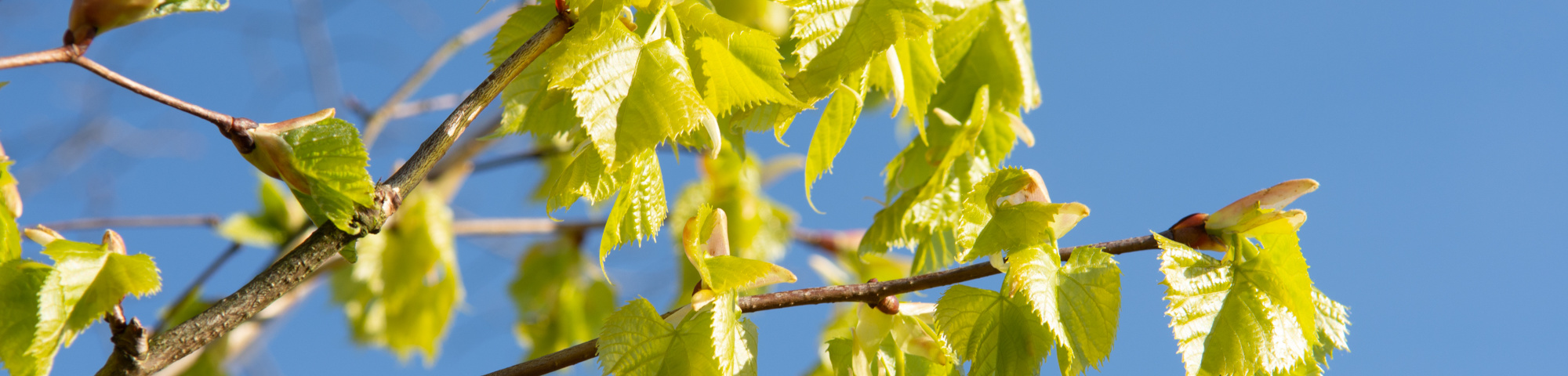 Tilia amurensis