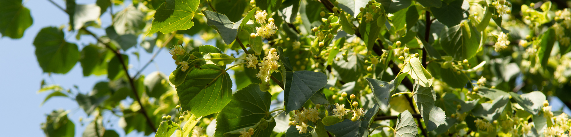 Tilia cordata 'Böhlje'