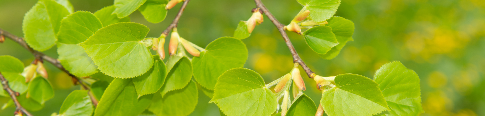 Tilia cordata