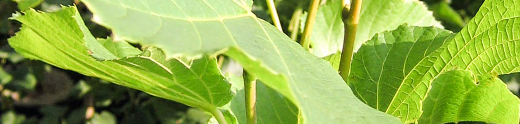 Tilia platyphyllos 'Fastigiata'