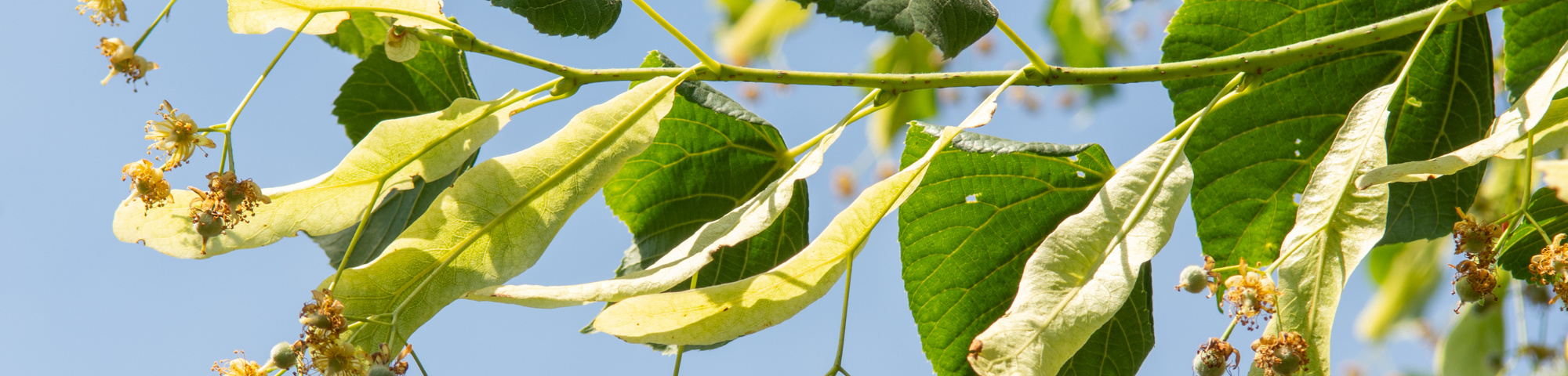 Tilia platyphyllos