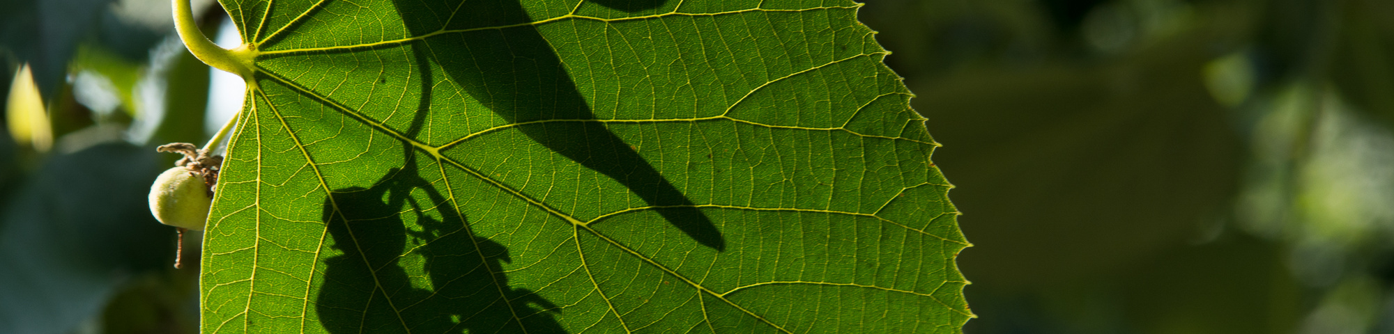 Tilia tomentosa 'Pendula'