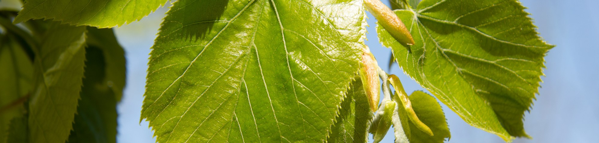 Tilia tomentosa 'Varsaviensis'