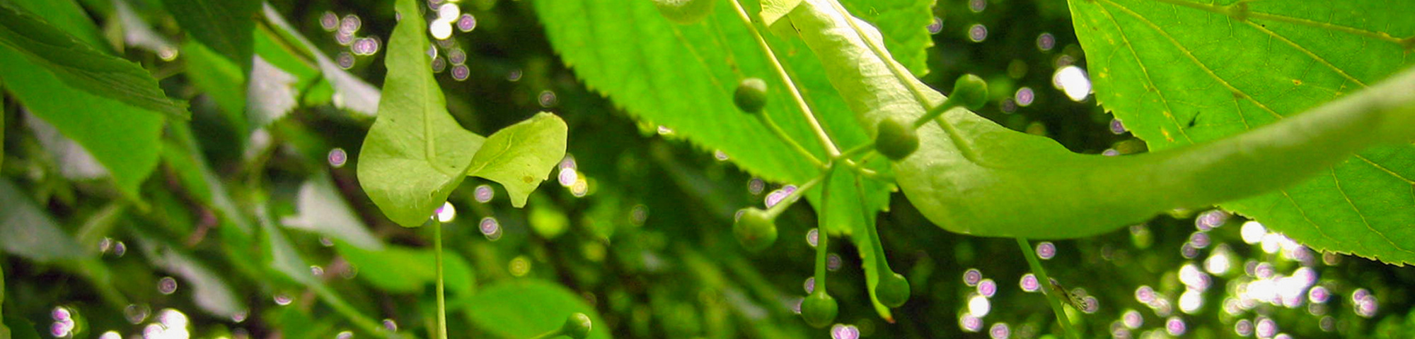 Tilia x europaea