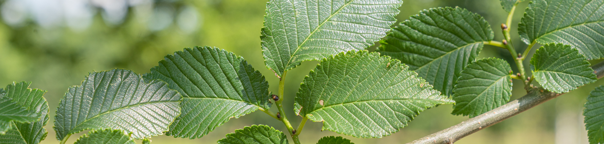 Ulmus 'Plantijn'