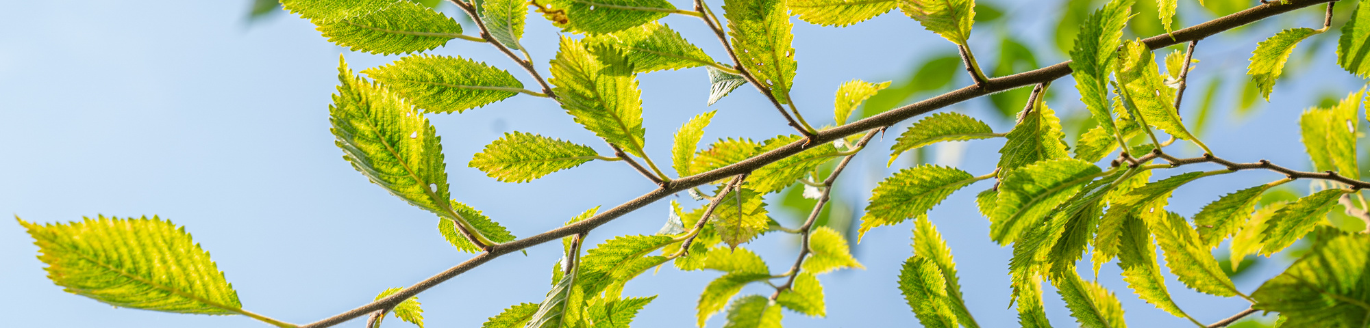 Ulmus 'Rebella'®