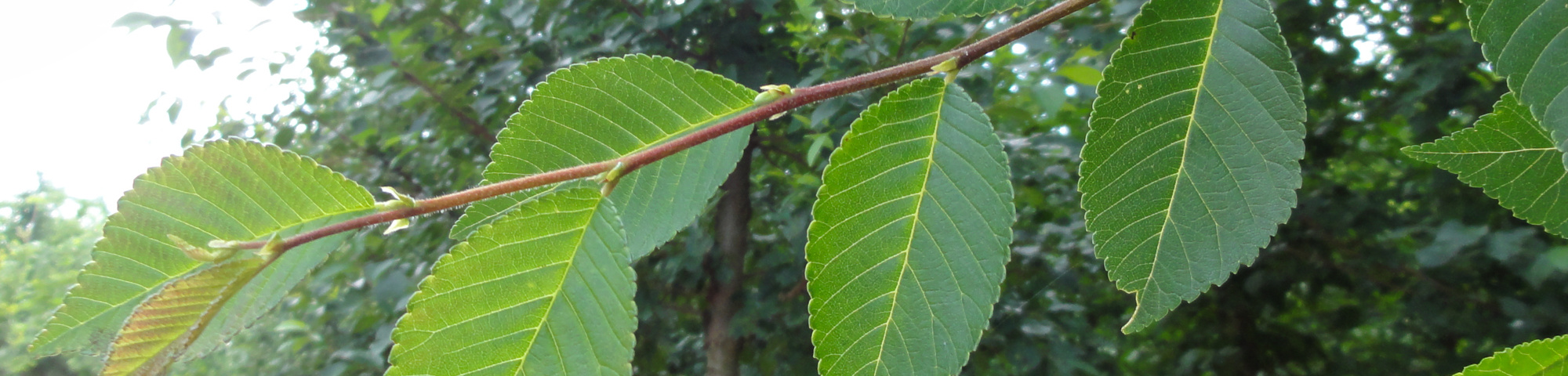 Ulmus 'Rebona'®