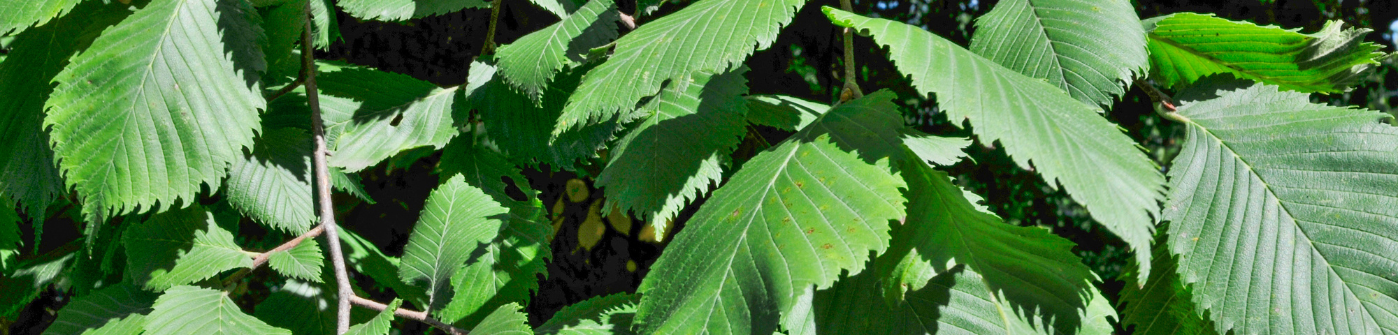 Ulmus x hollandica 'Vegeta'