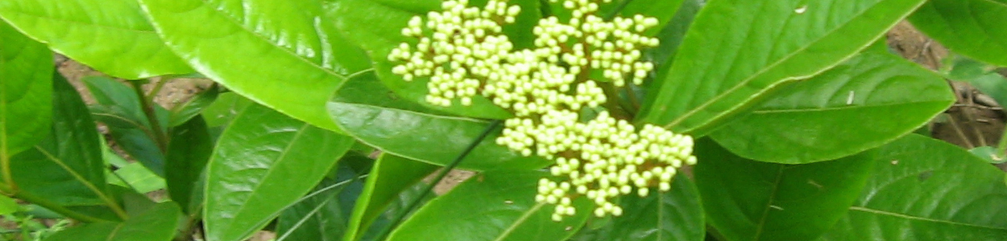 Viburnum nudum