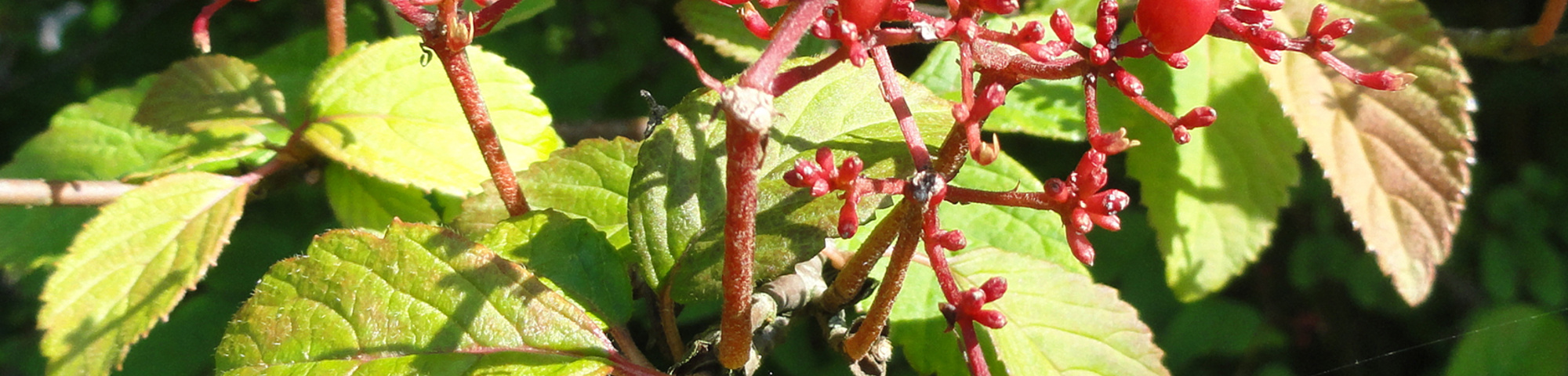 Viburnum plicatum