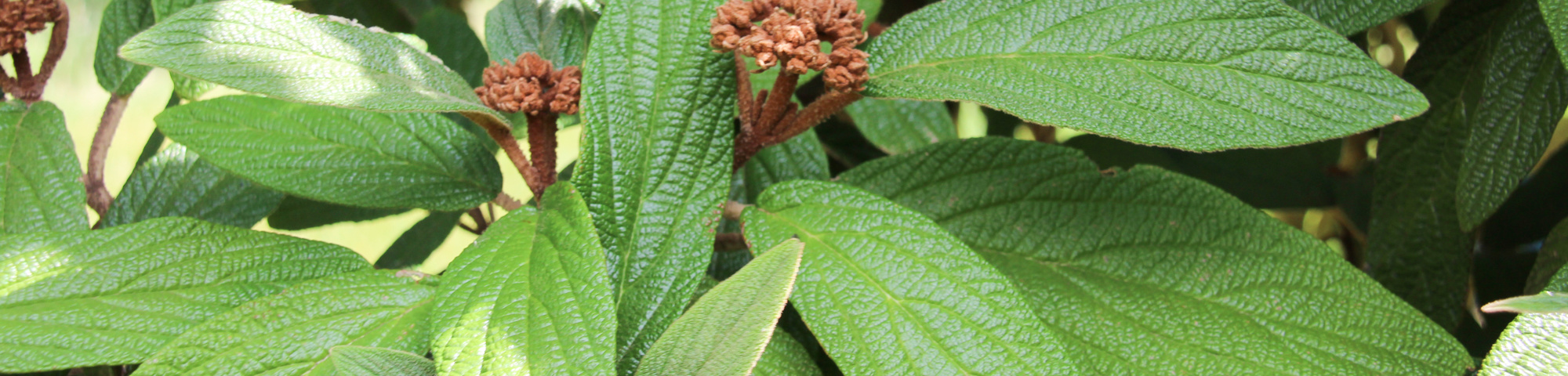 Viburnum rhytidophyllum