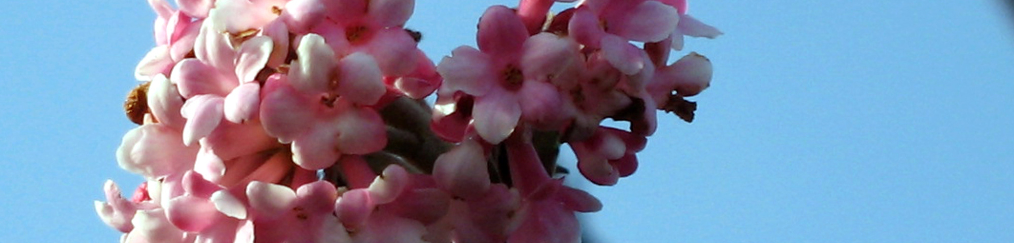 Viburnum x bodnantense 'Dawn'