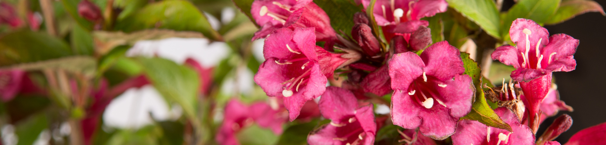 Weigela 'Bristol Ruby'