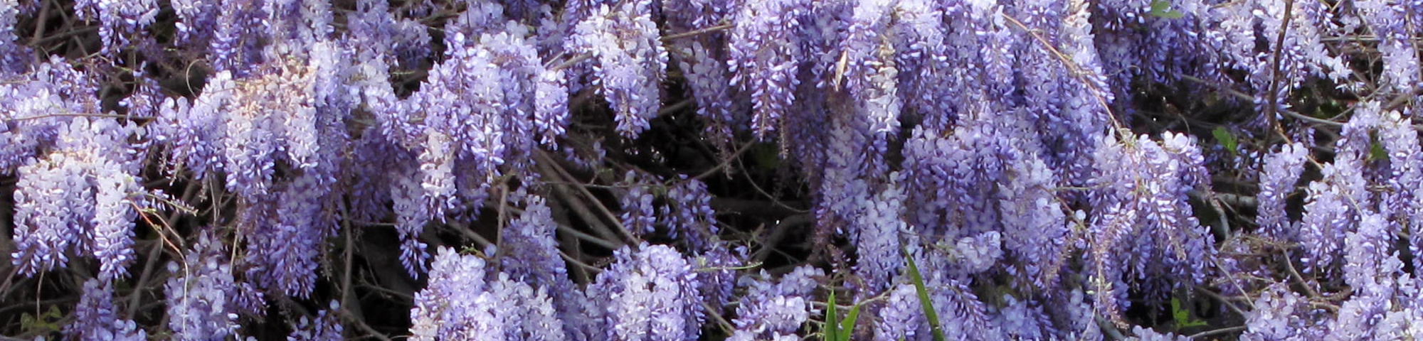 Wisteria sinensis