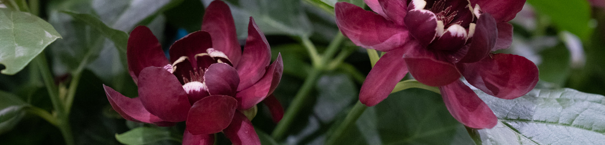 Calycanthus x raulstonii 'Aphrodite'