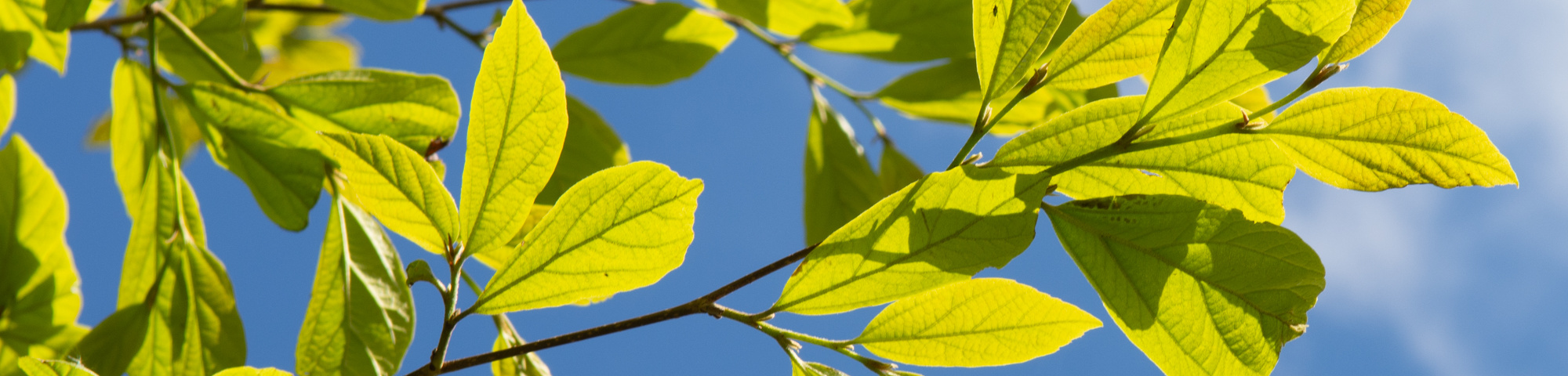 x Sycoparrotia semidecidua