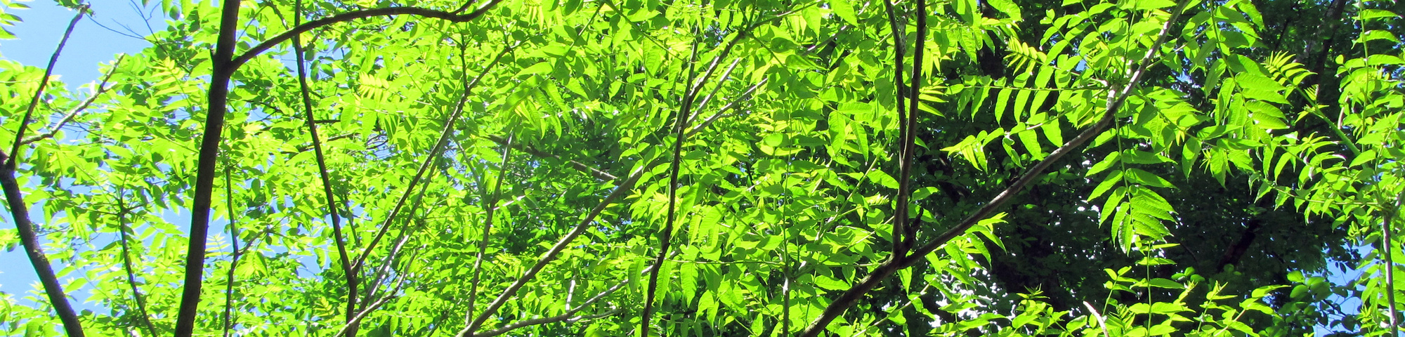 Zanthoxylum ailanthoides