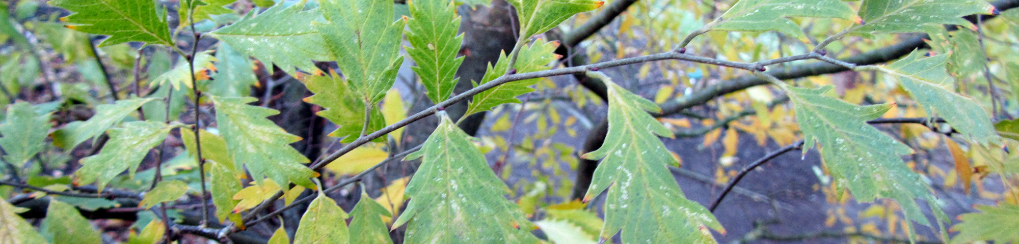 Zelkova carpinifolia 'Verschaffeltii'