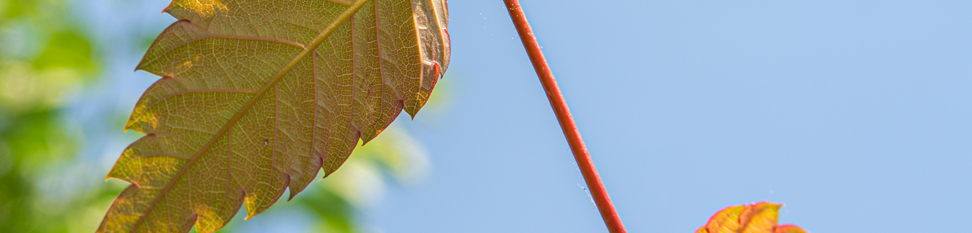 Zelkova serrata 'Urban Ruby'