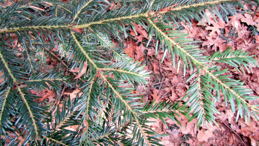 Abies Alba Treeebb Online Tree Finding Tool Ebben Nurseries