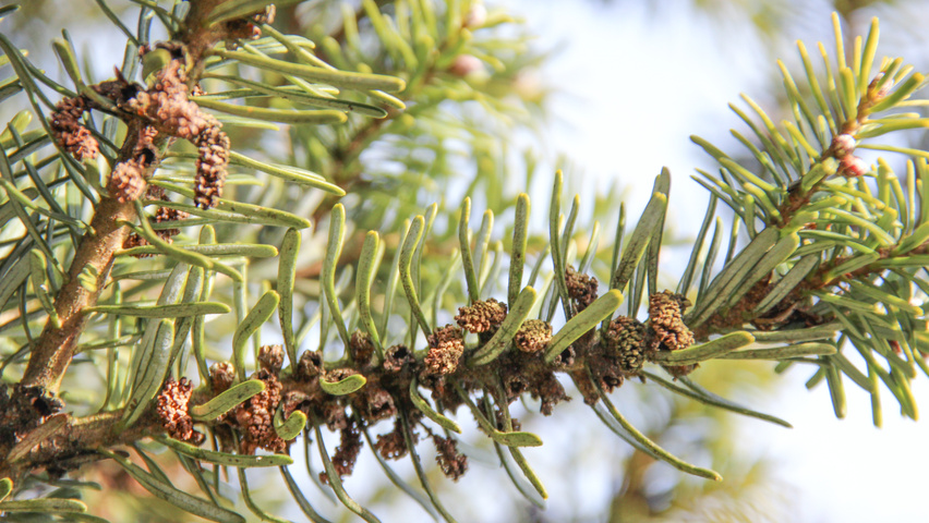 Abies koreana | TreeEbb | Online tree-finding tool | Ebben Nurseries