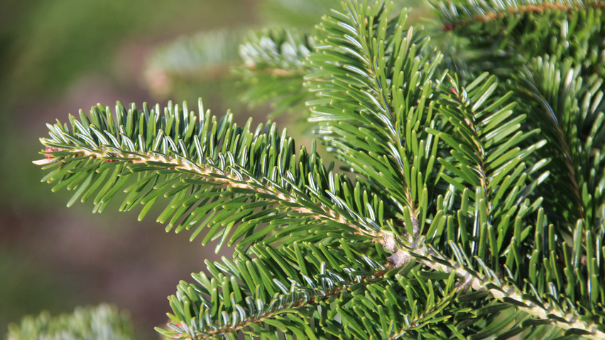 Abies nordmanniana | TreeEbb | Online tree-finding tool | Ebben Nurseries