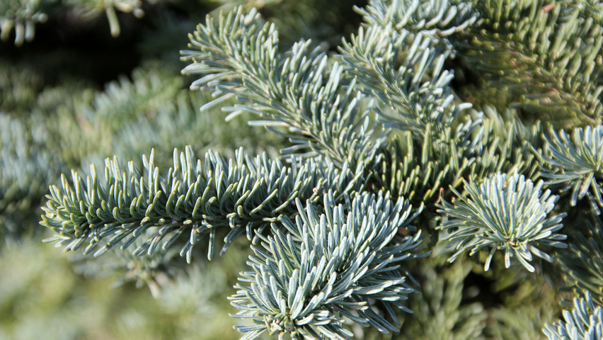 Abies procera | TreeEbb | Online tree-finding tool | Ebben Nurseries