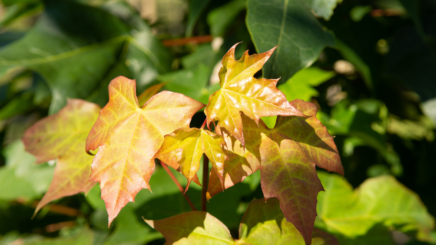 Acer 'Pacific Sunset' | TreeEbb | Online bomenzoektool ...