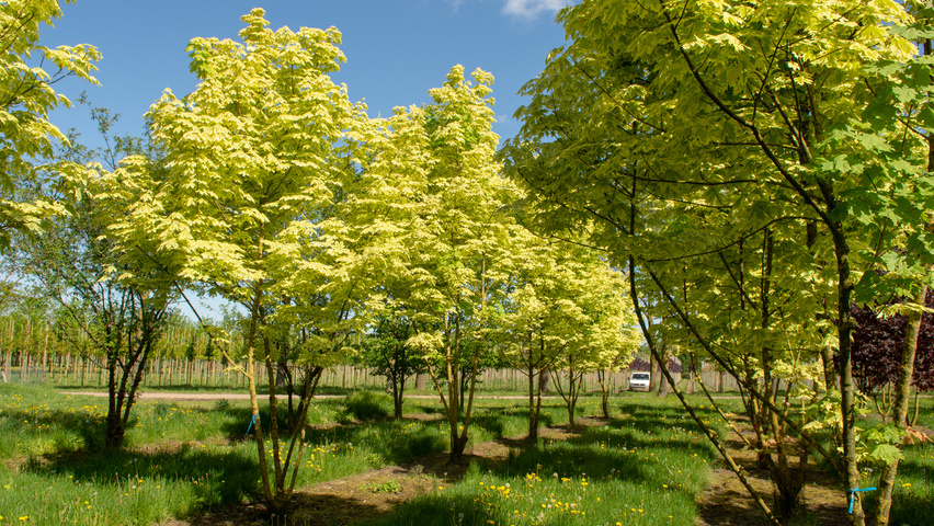 Acer drummondii