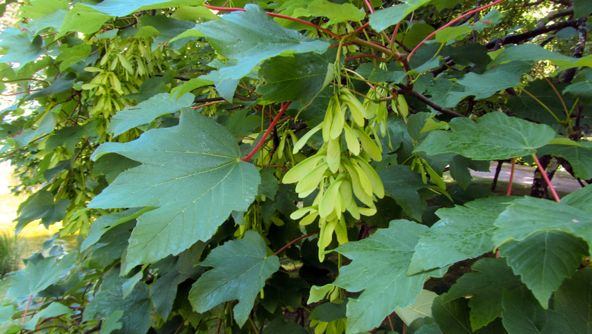 Acer pseudoplatanus | TreeEbb | Online tree-finding tool | Ebben Nurseries