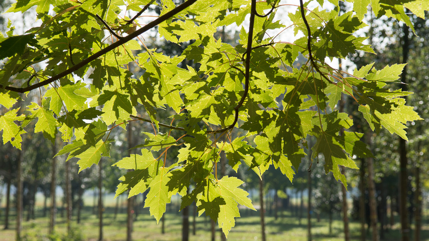 Acer x freemanii 'Armstrong Two' | TreeEbb | Baumsuchmaschine im ...