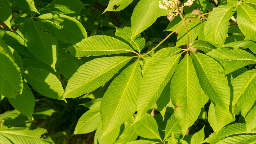 Aesculus x neglecta 'Erythroblastos' | TreeEbb | Online tree-finding ...