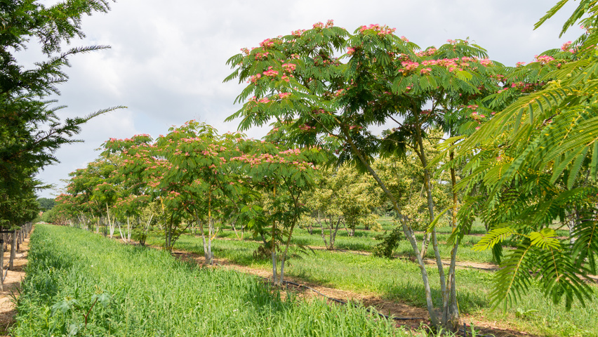 Albizia Julibrissin Boubri Treeebb Online Tree Finding Tool Ebben Nurseries