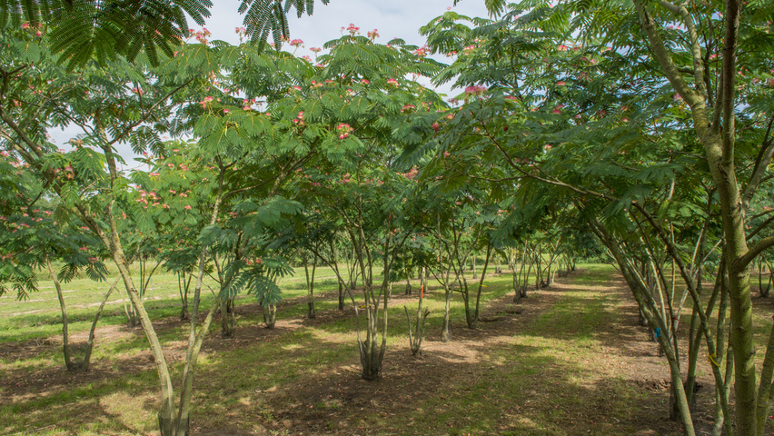 Albizia Julibrissin Boubri Treeebb Online Tree Finding Tool Ebben Nurseries