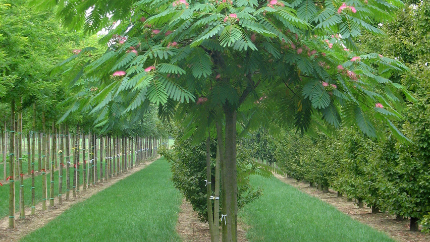 Albizia Julibrissin Treeebb Online Tree Finding Tool Ebben Nurseries